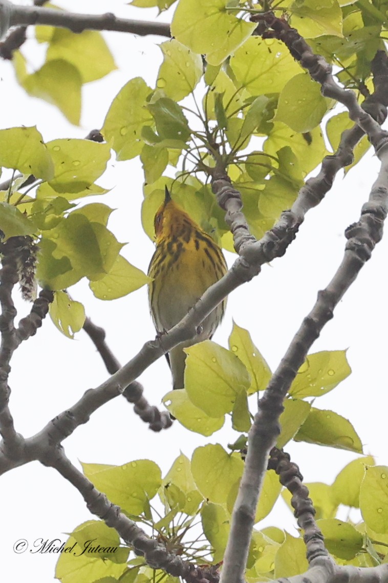 Cape May Warbler - ML618352010