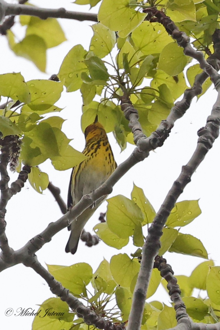 Cape May Warbler - ML618352011