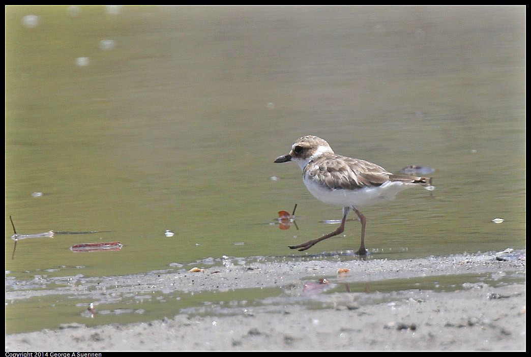 Semipalmated Plover - ML618352016