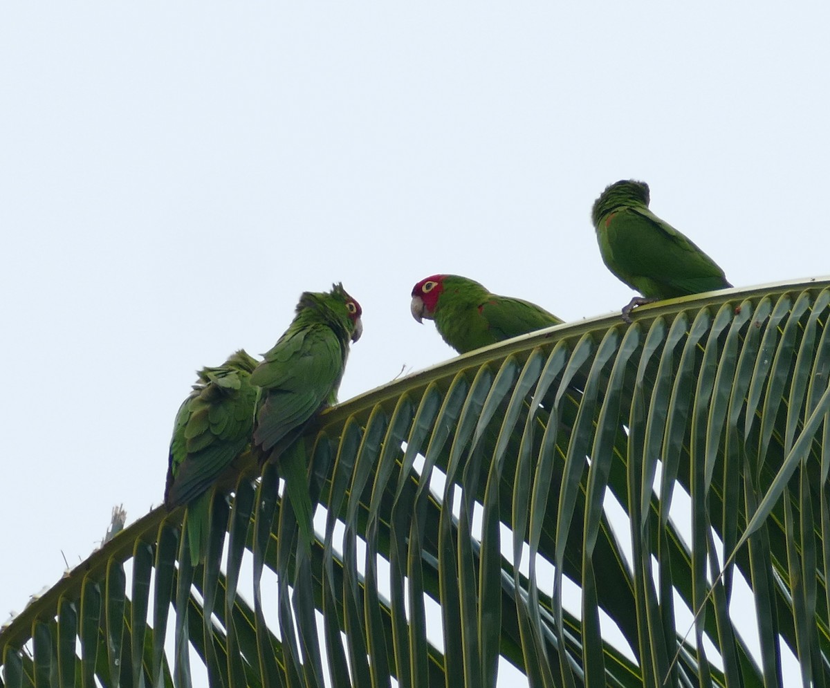 Guayaquil Papağanı - ML618352029