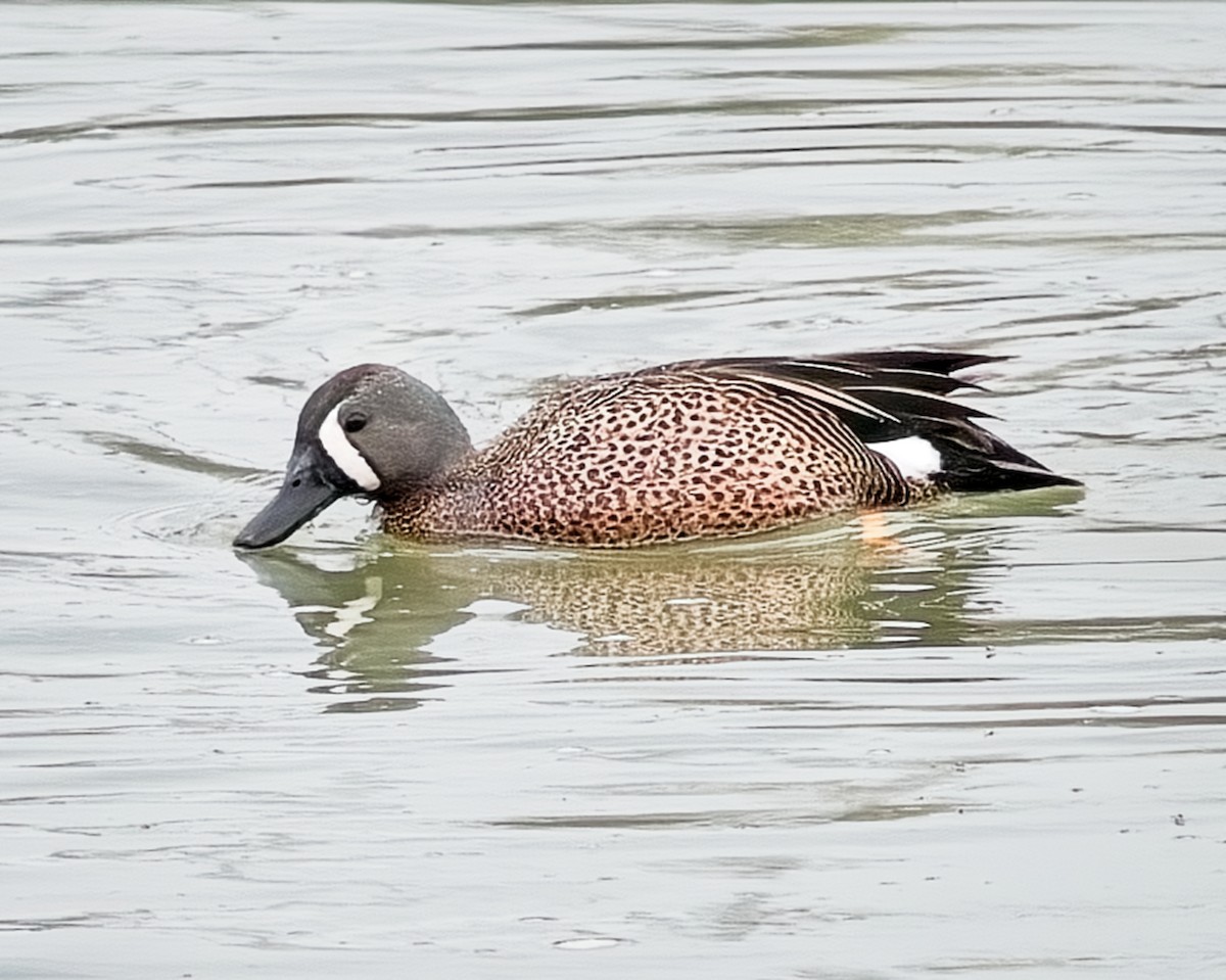 Blue-winged Teal - ML618352041