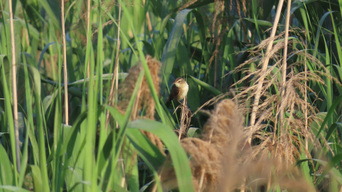 Black-browed Reed Warbler - ML618352081