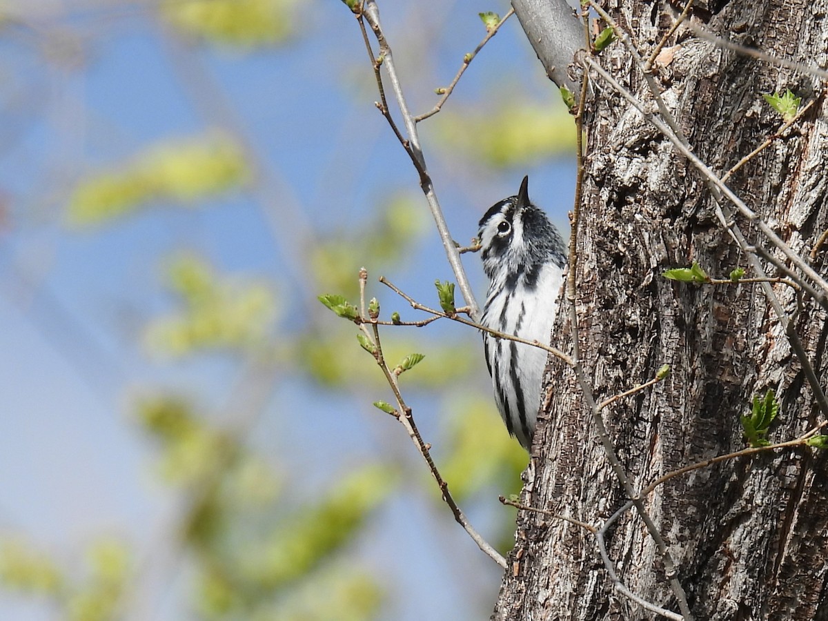 Black-and-white Warbler - ML618352109