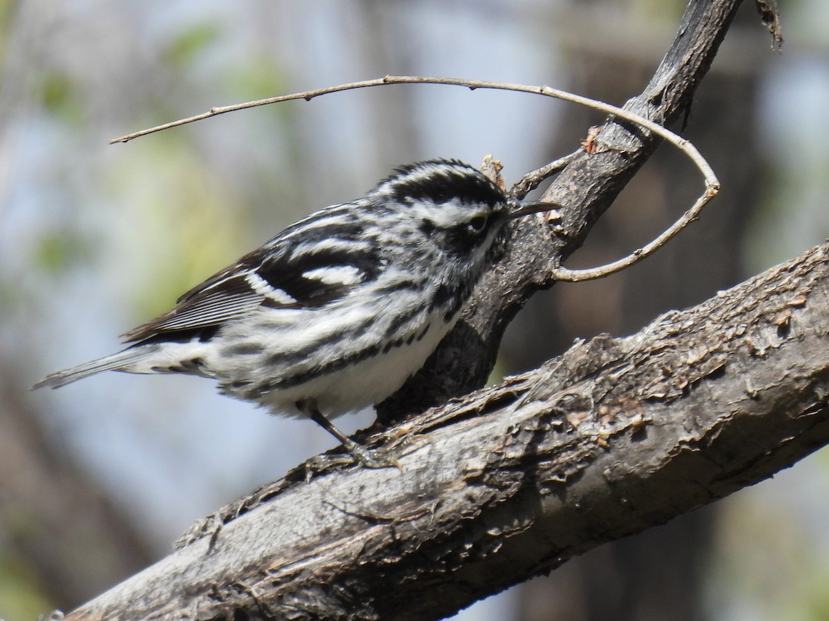 Black-and-white Warbler - ML618352110