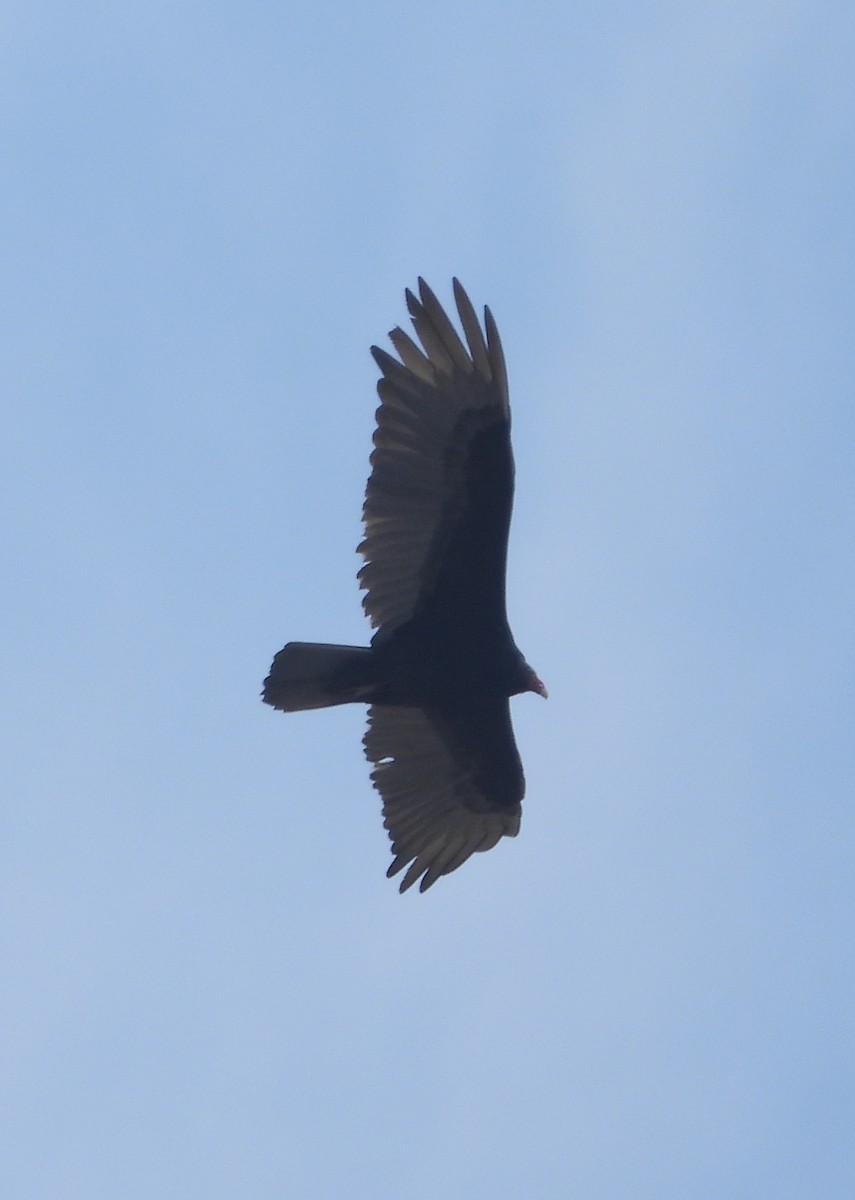Turkey Vulture - ML618352114