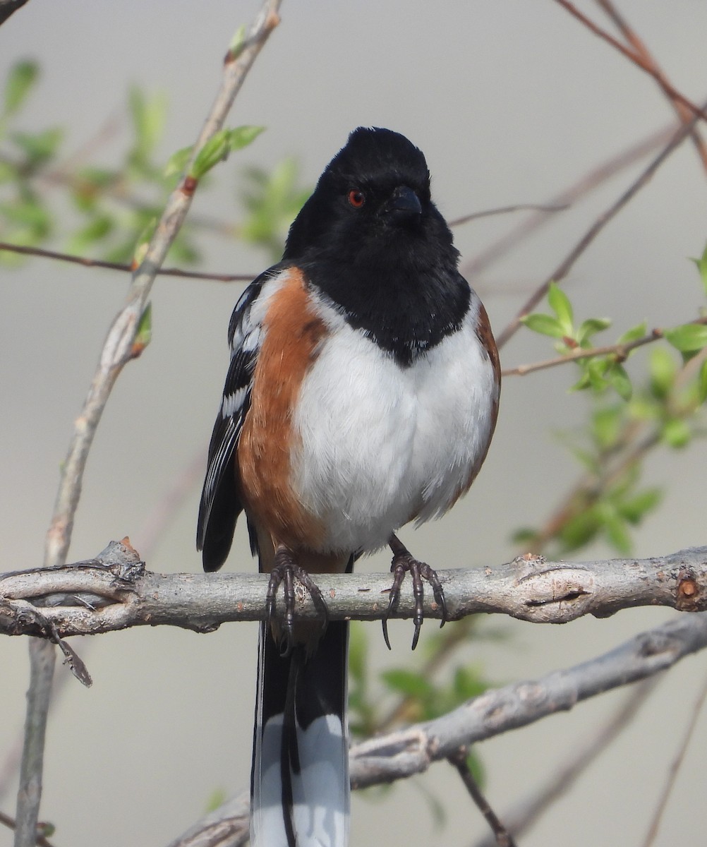 Spotted Towhee - ML618352131
