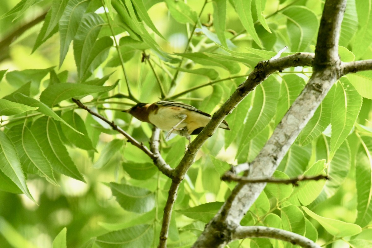 Bay-breasted Warbler - Robert Opperman