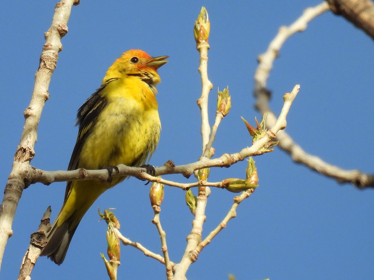 Western Tanager - ML618352157