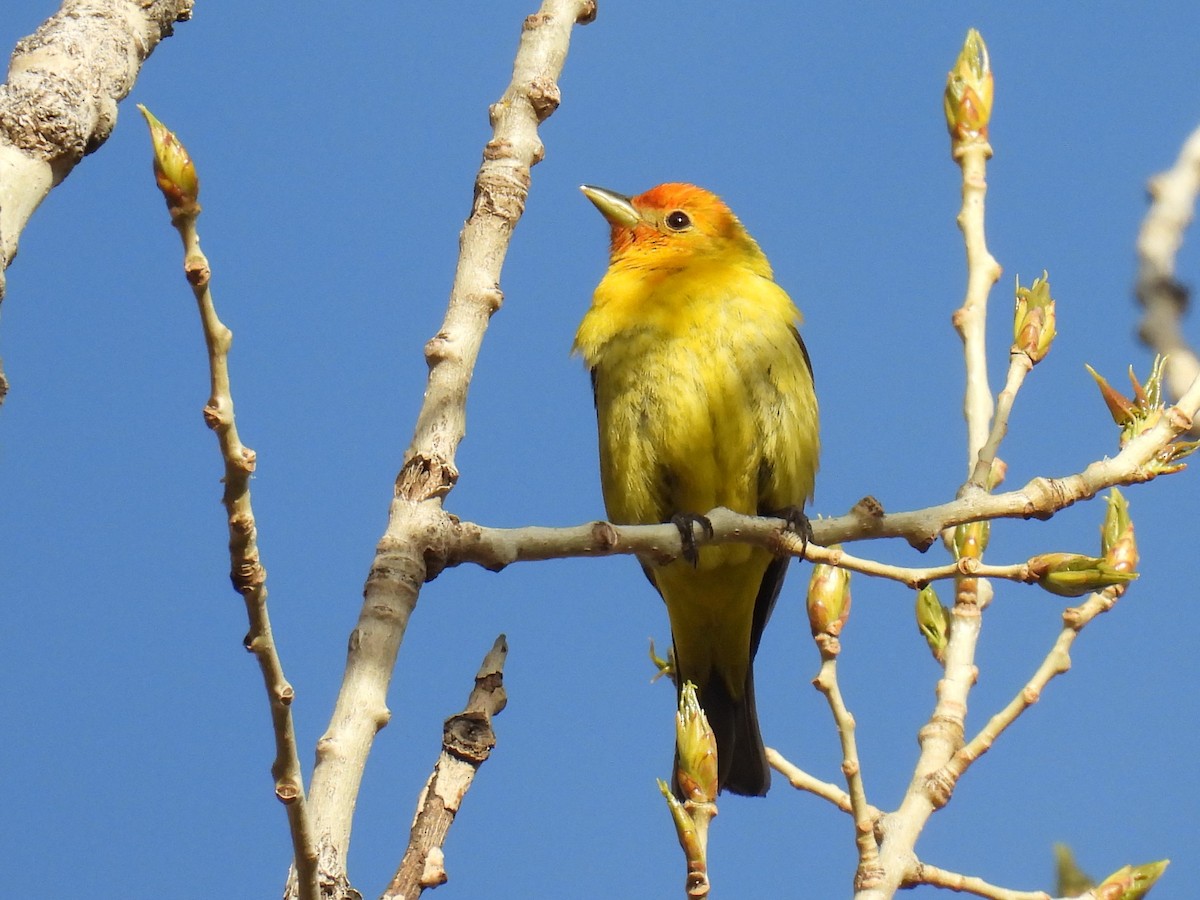 Western Tanager - ML618352158