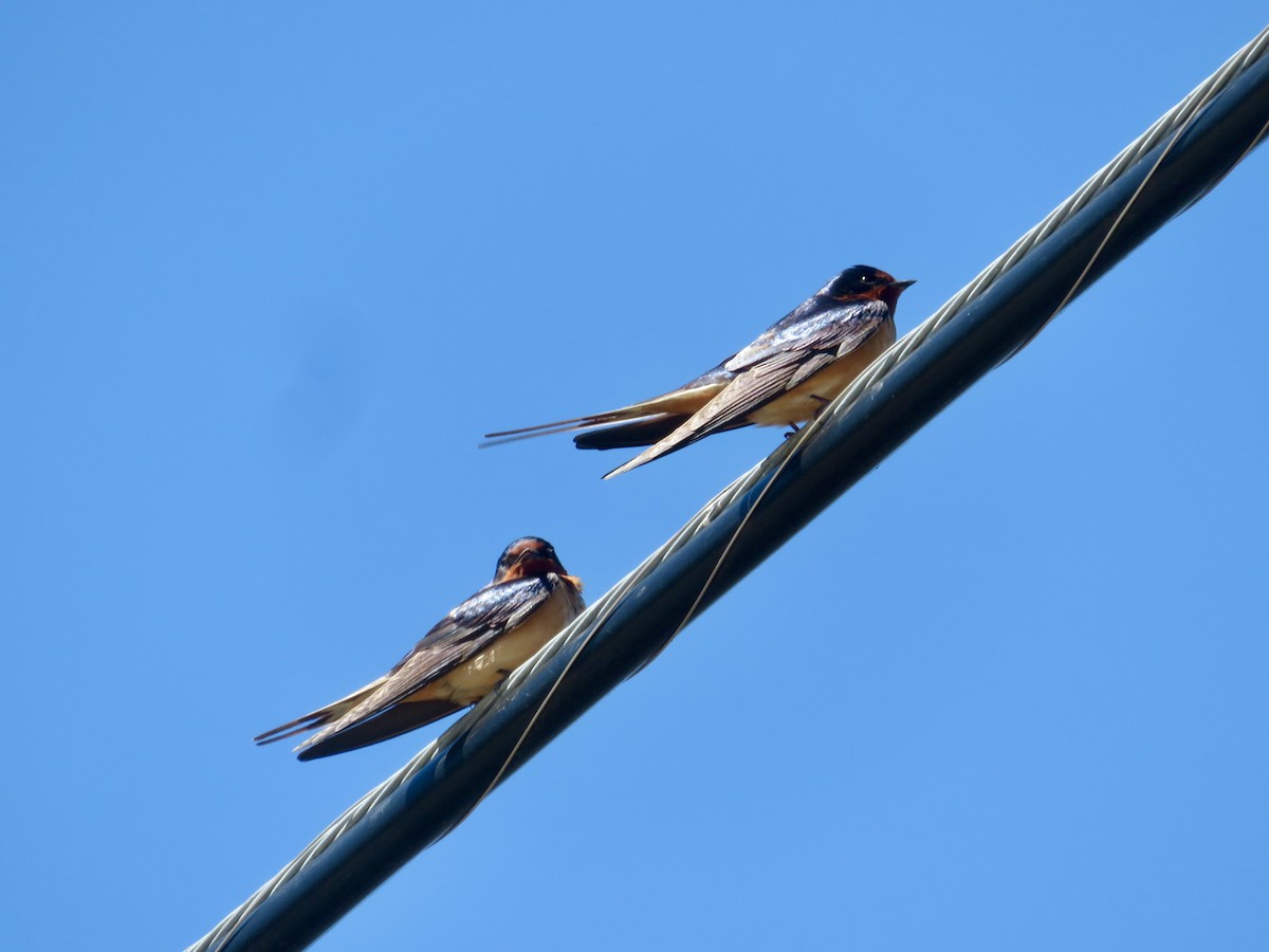Barn Swallow - ML618352161