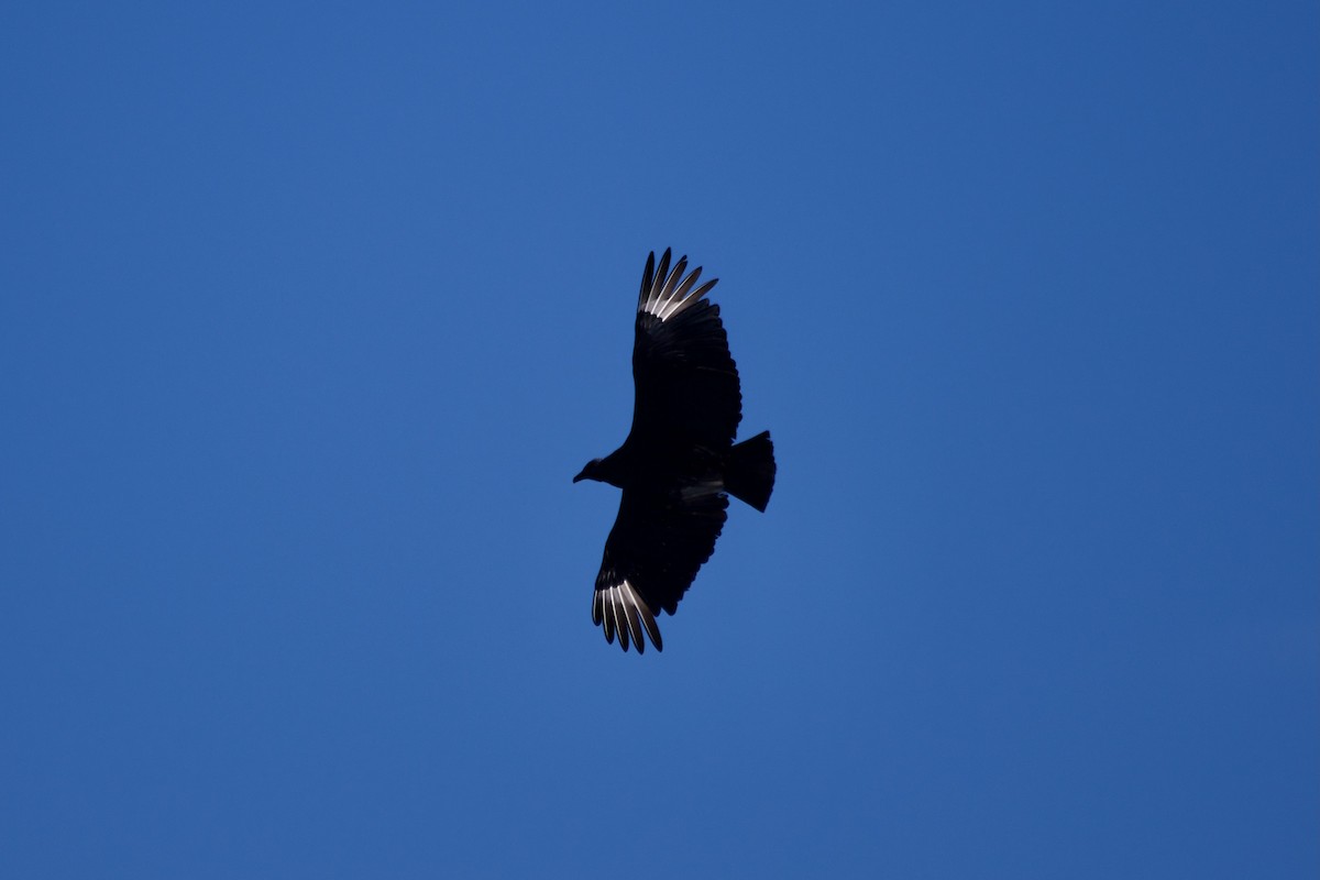 Black Vulture - ML618352208
