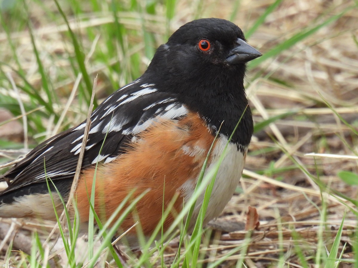 Spotted Towhee - ML618352216