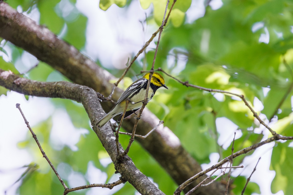 Black-throated Green Warbler - ML618352218