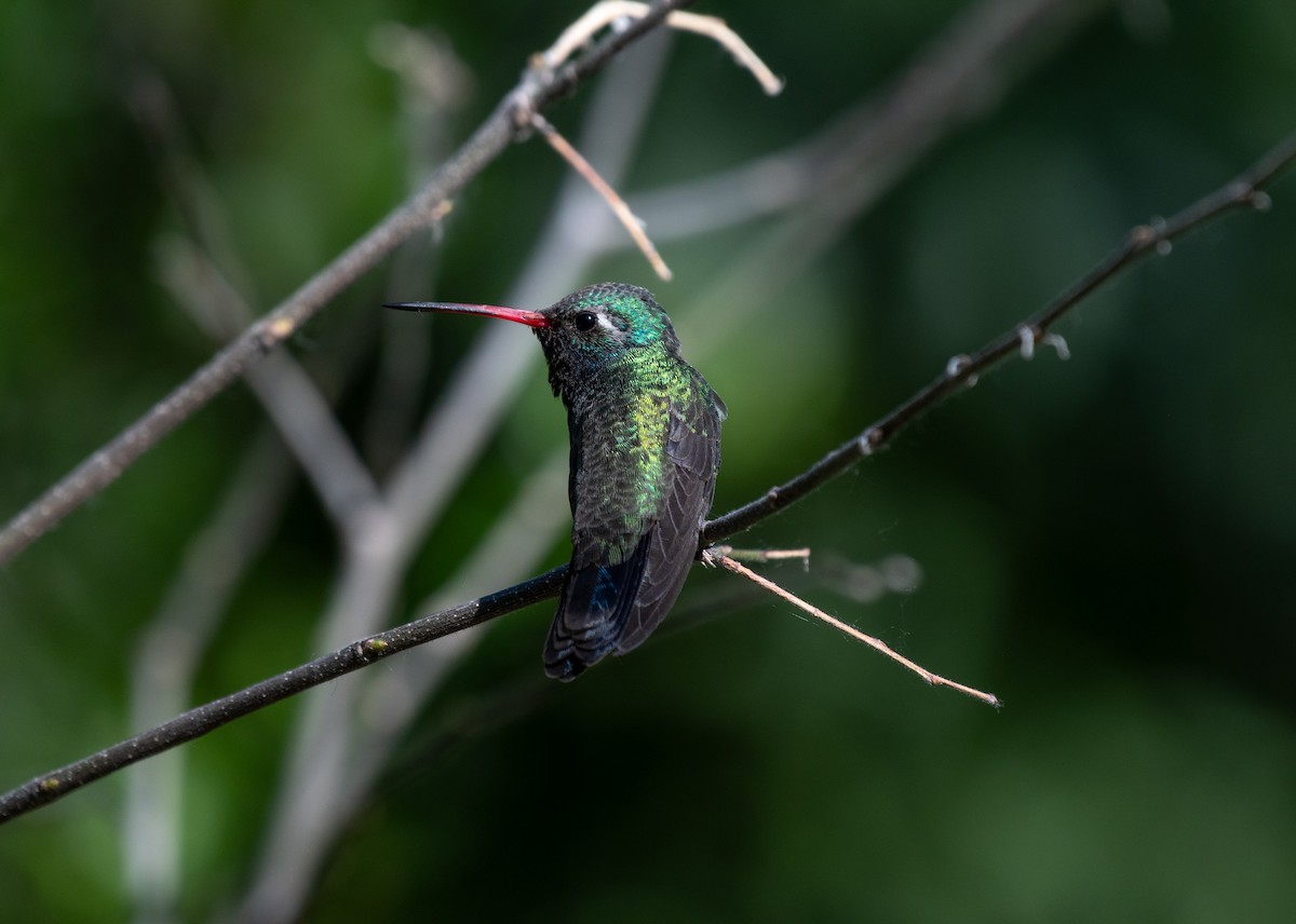 Broad-billed Hummingbird - ML618352260