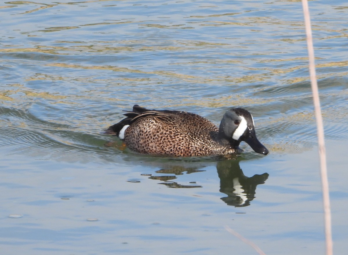 Blue-winged Teal - ML618352270