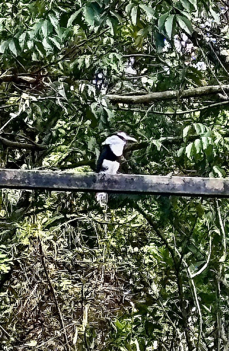 White-necked Puffbird - ML618352273