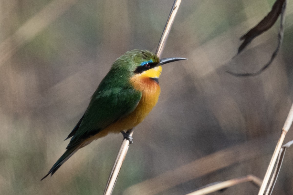 Little Bee-eater - Ross Bartholomew