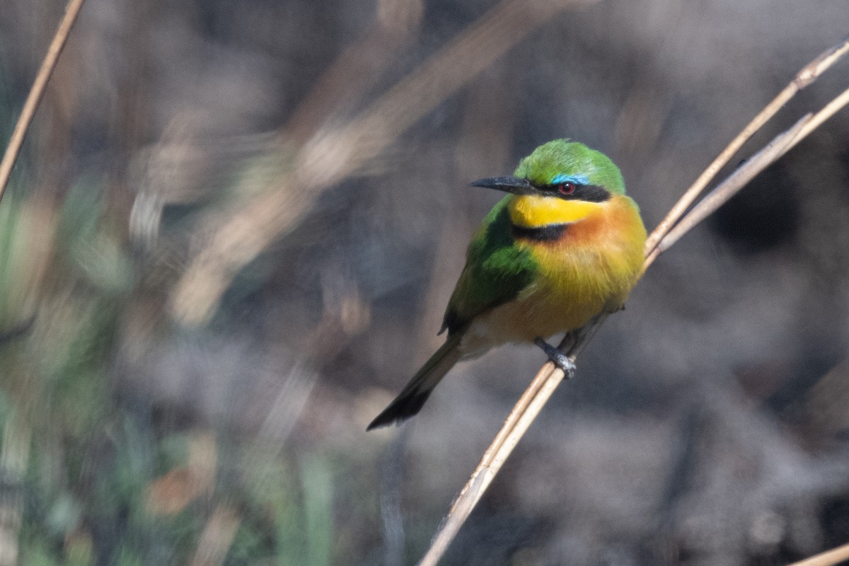 Little Bee-eater - ML618352277