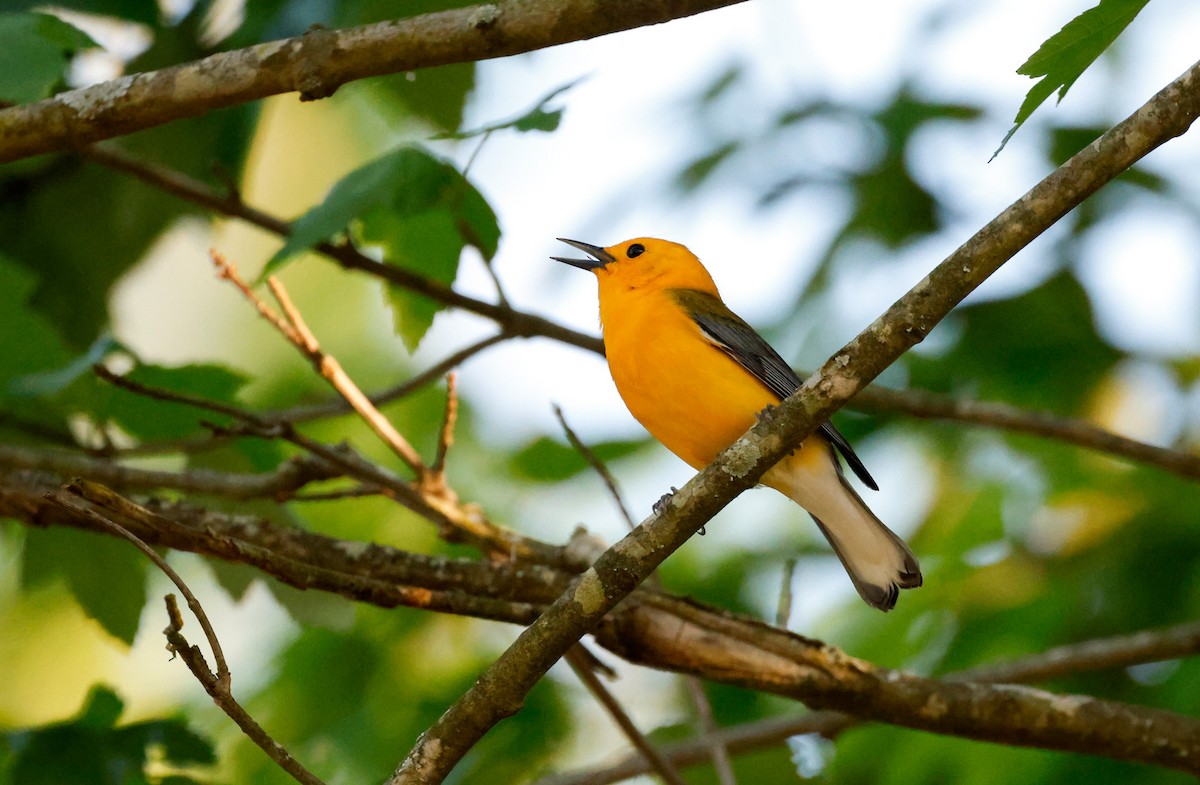 Prothonotary Warbler - ML618352301