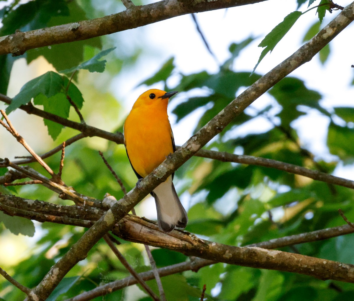 Prothonotary Warbler - ML618352308