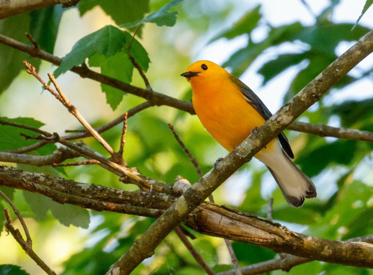 Prothonotary Warbler - ML618352330