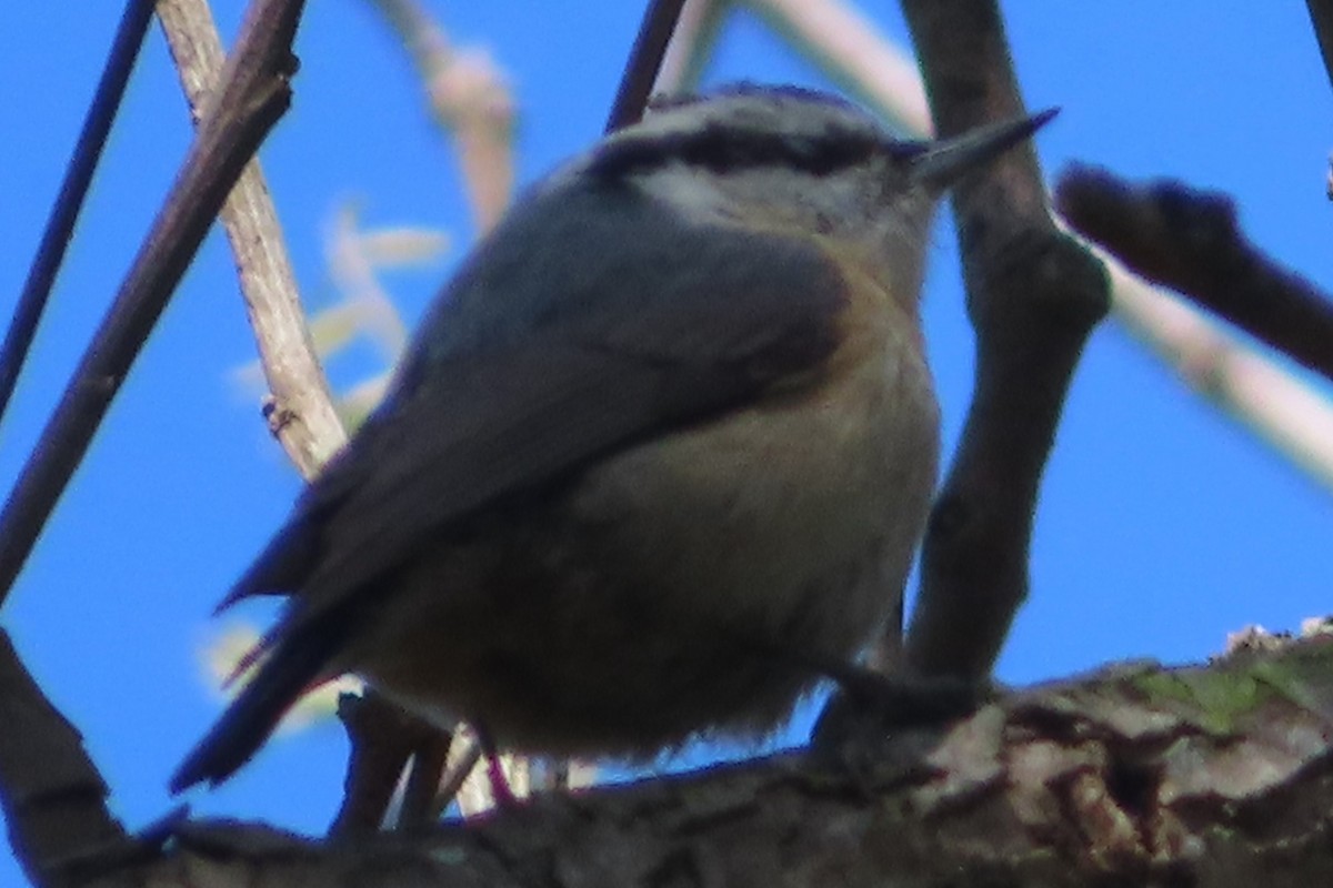 Red-breasted Nuthatch - ML618352363