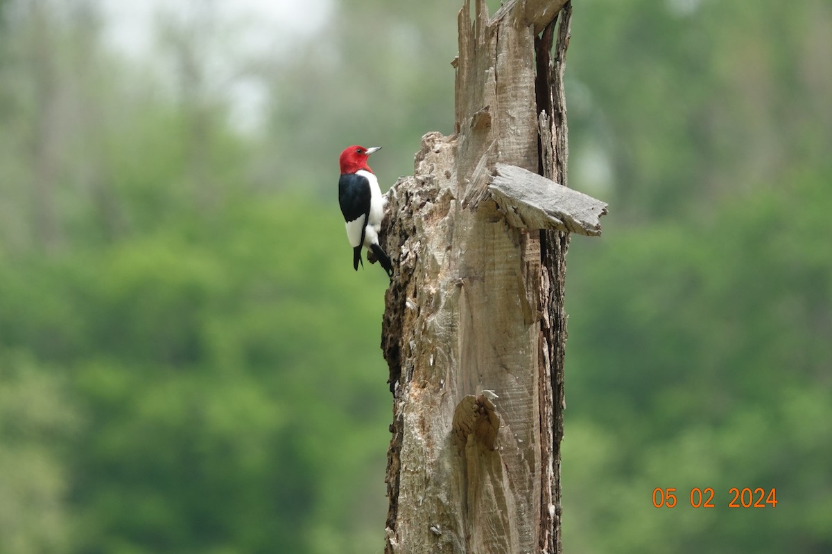 Red-headed Woodpecker - ML618352367