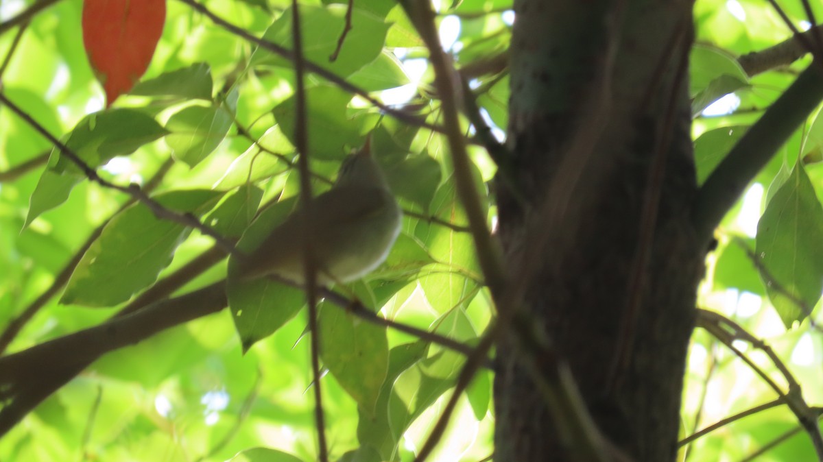 Eastern Crowned Warbler - Mu-Ming Lin