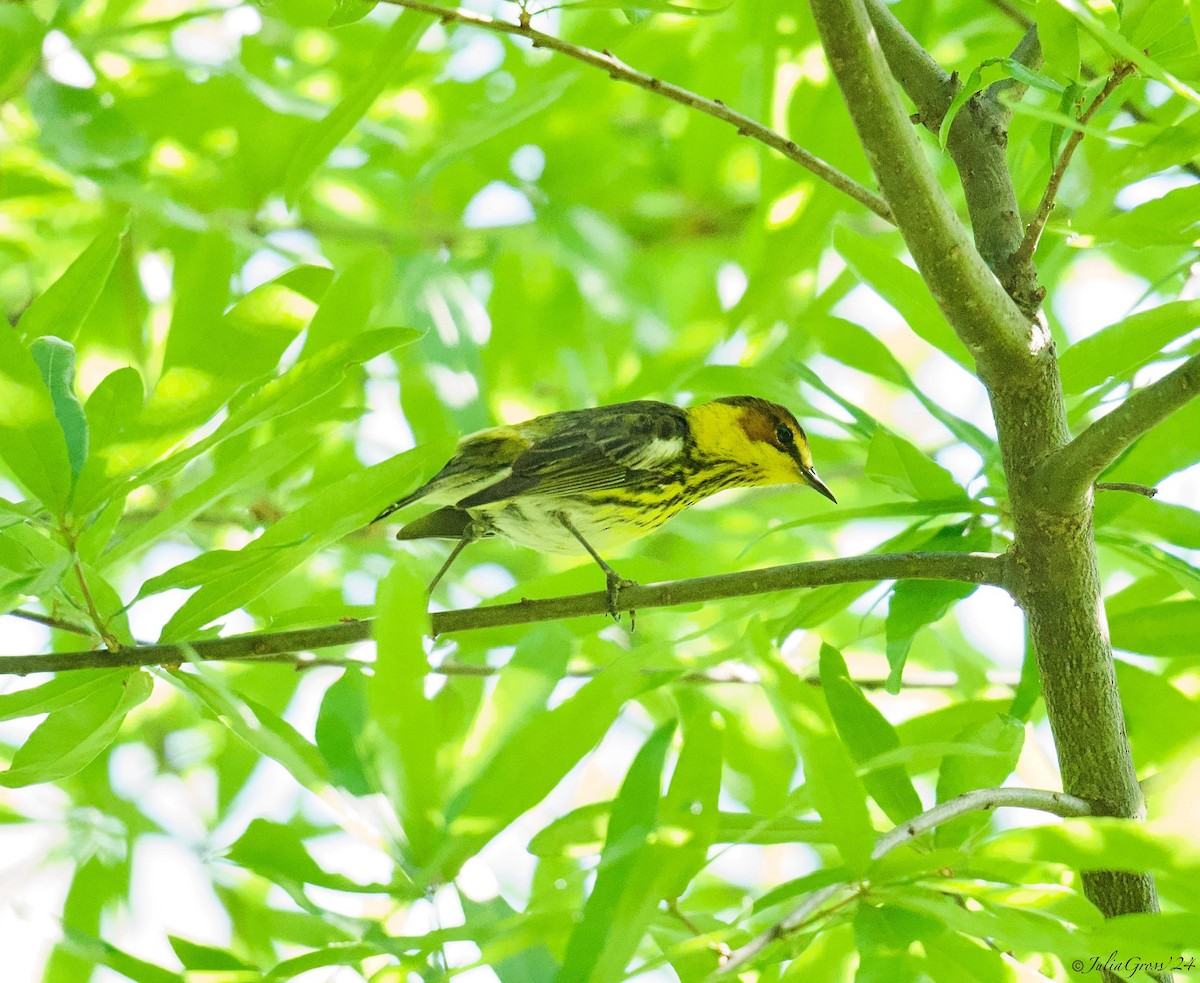 Cape May Warbler - ML618352382