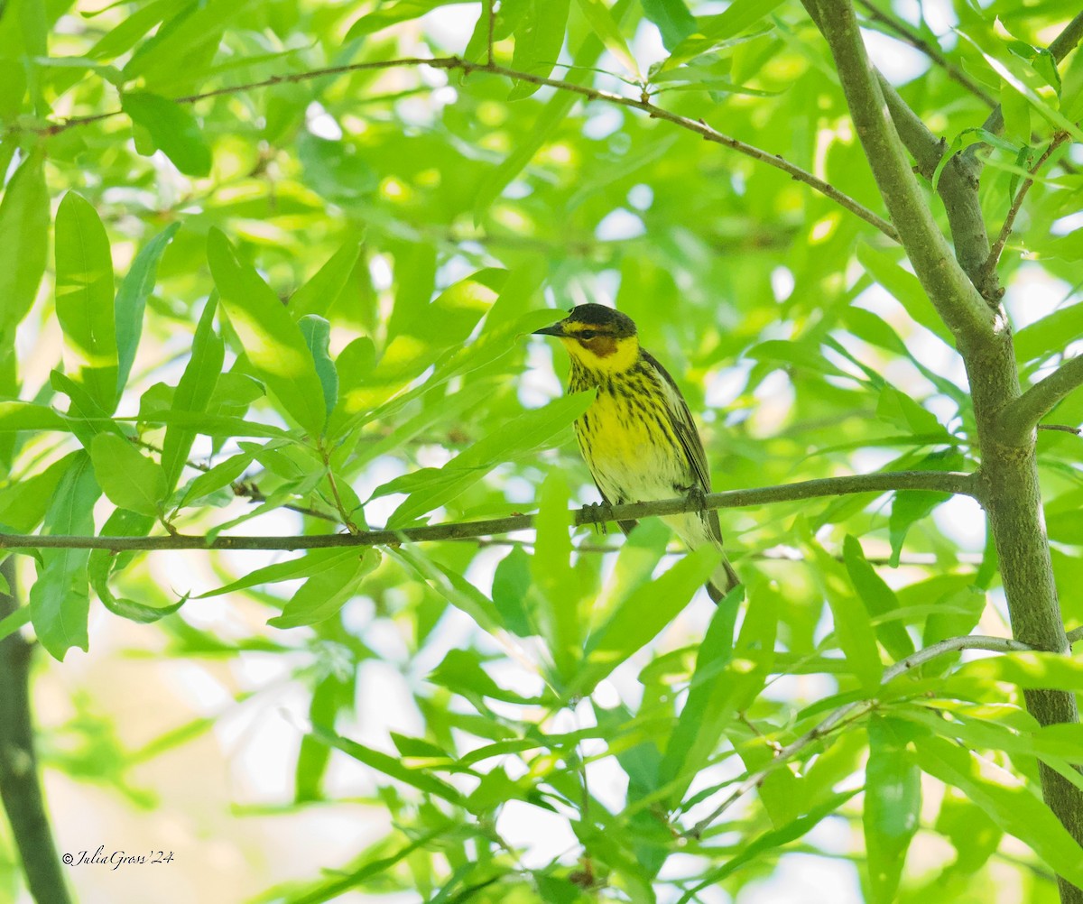 Cape May Warbler - ML618352383