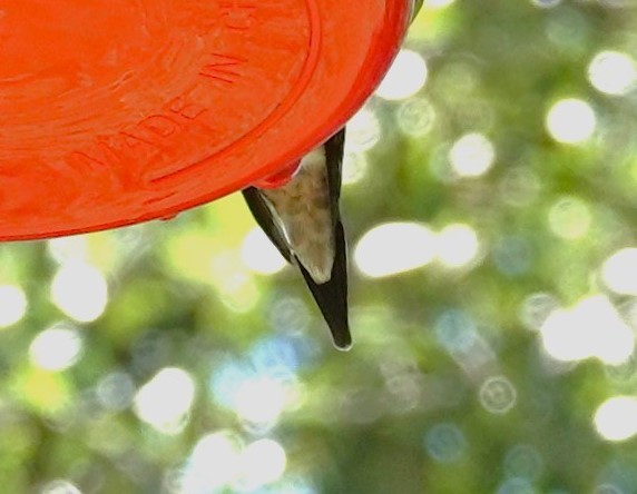 Рубиновогорлый колибри - ML618352395