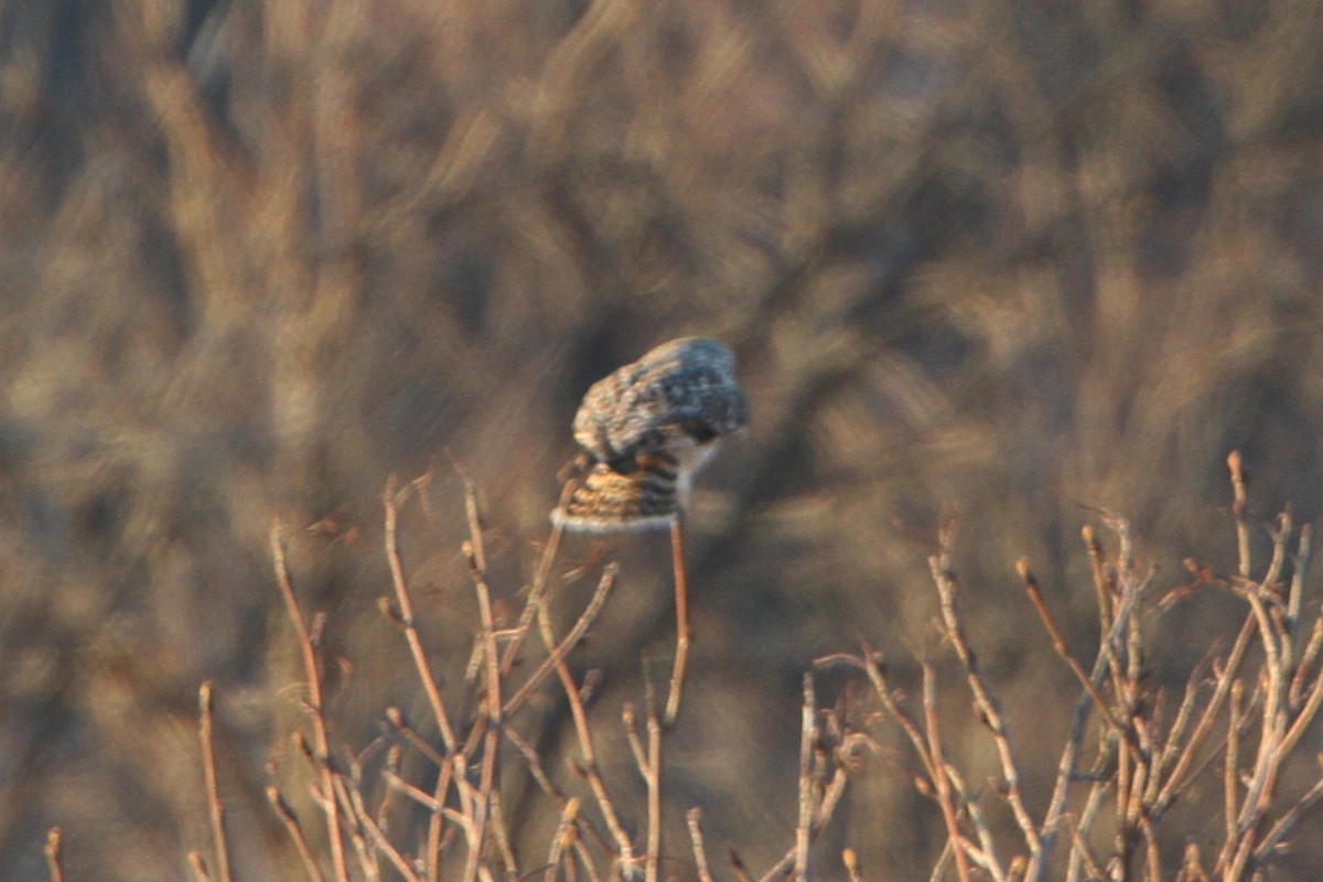 Short-eared Owl - ML618352440