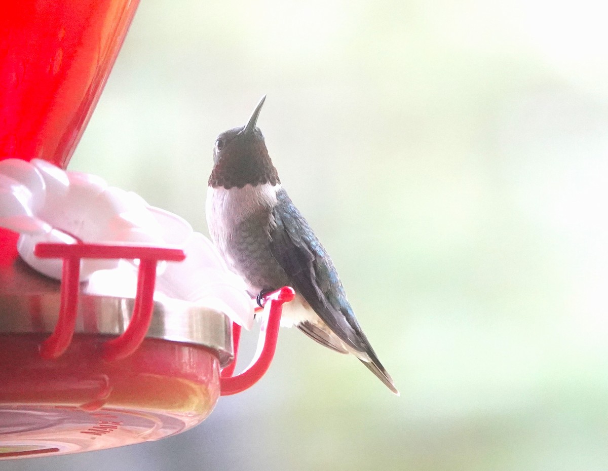 Ruby-throated Hummingbird - ML618352449