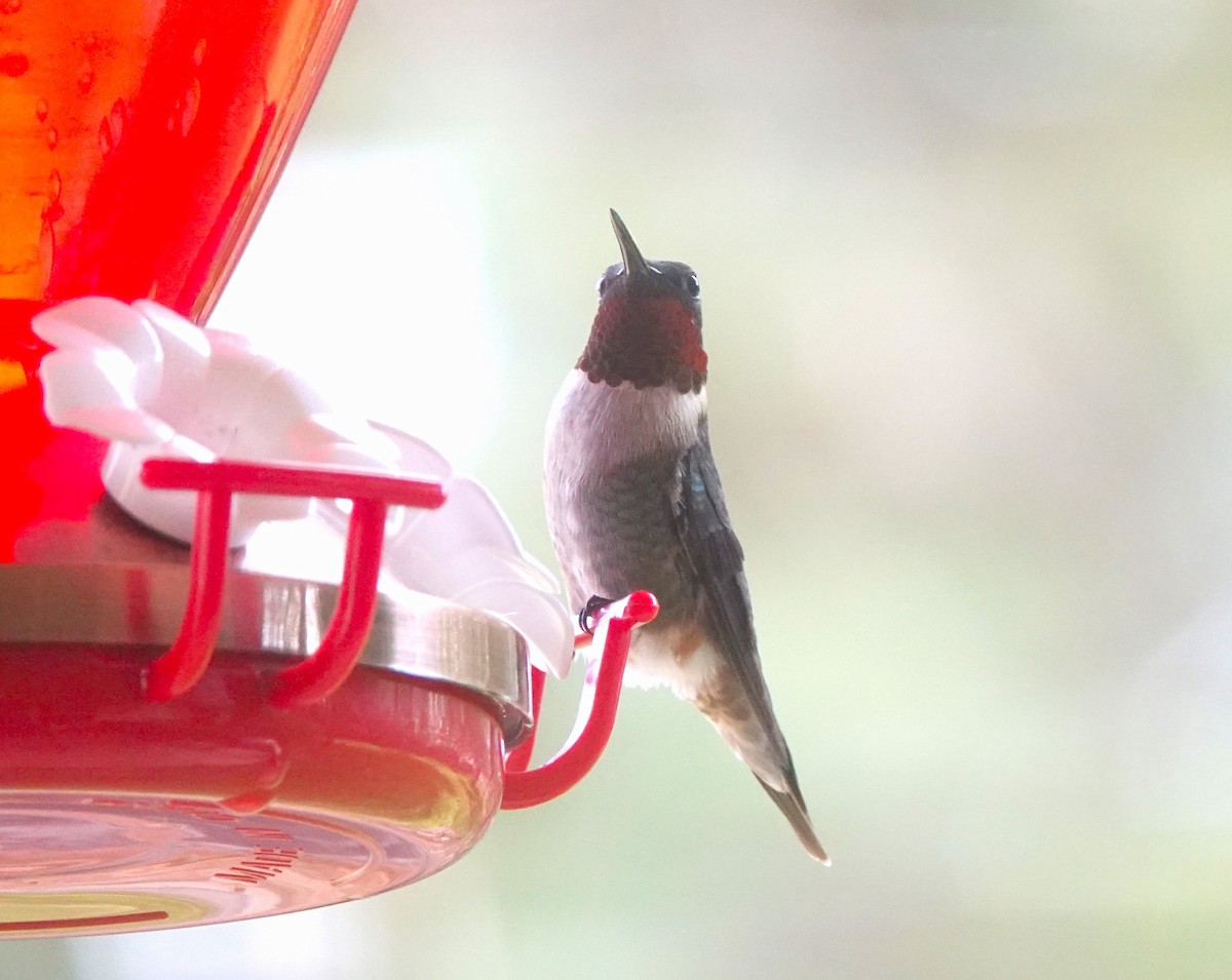 Ruby-throated Hummingbird - ML618352450