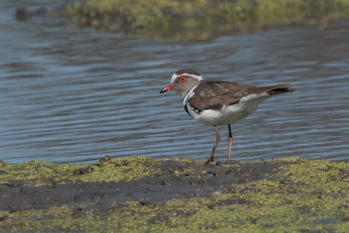 Three-banded Plover - ML618352459