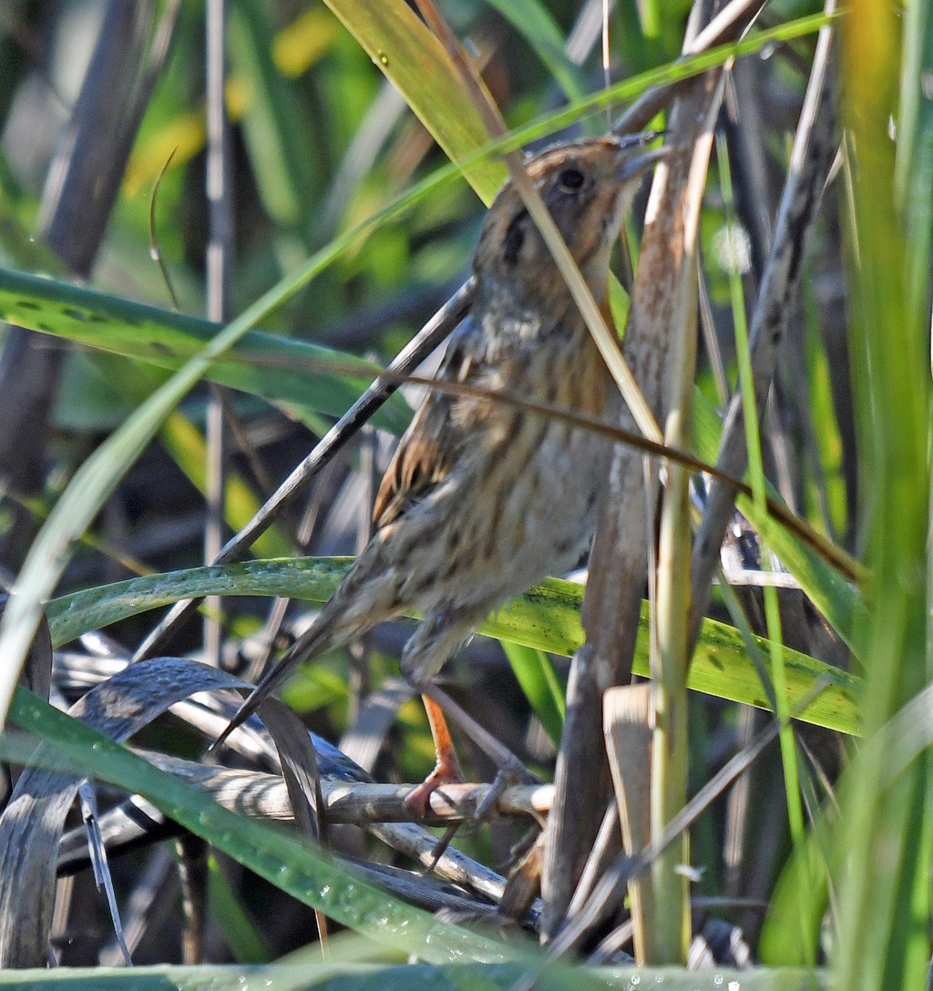 Saltmarsh Sparrow - ML618352486