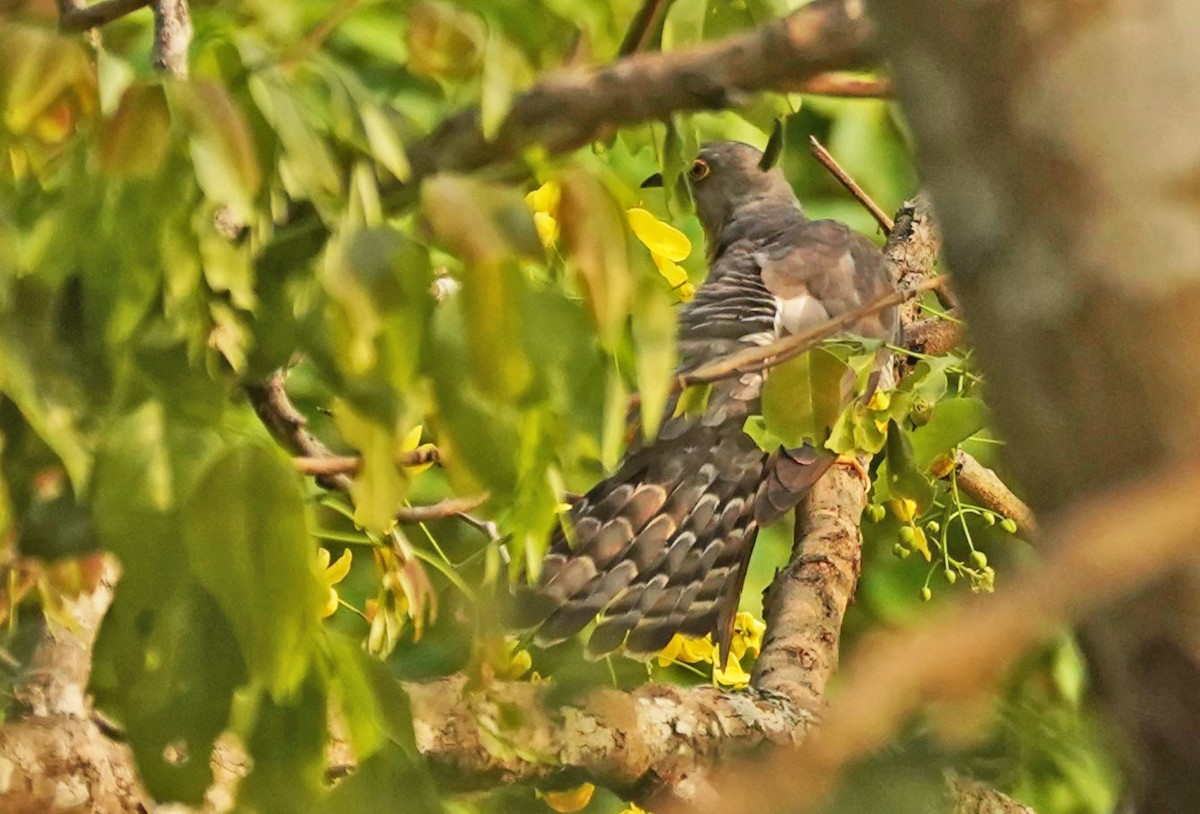 Common Hawk-Cuckoo - ML618352487
