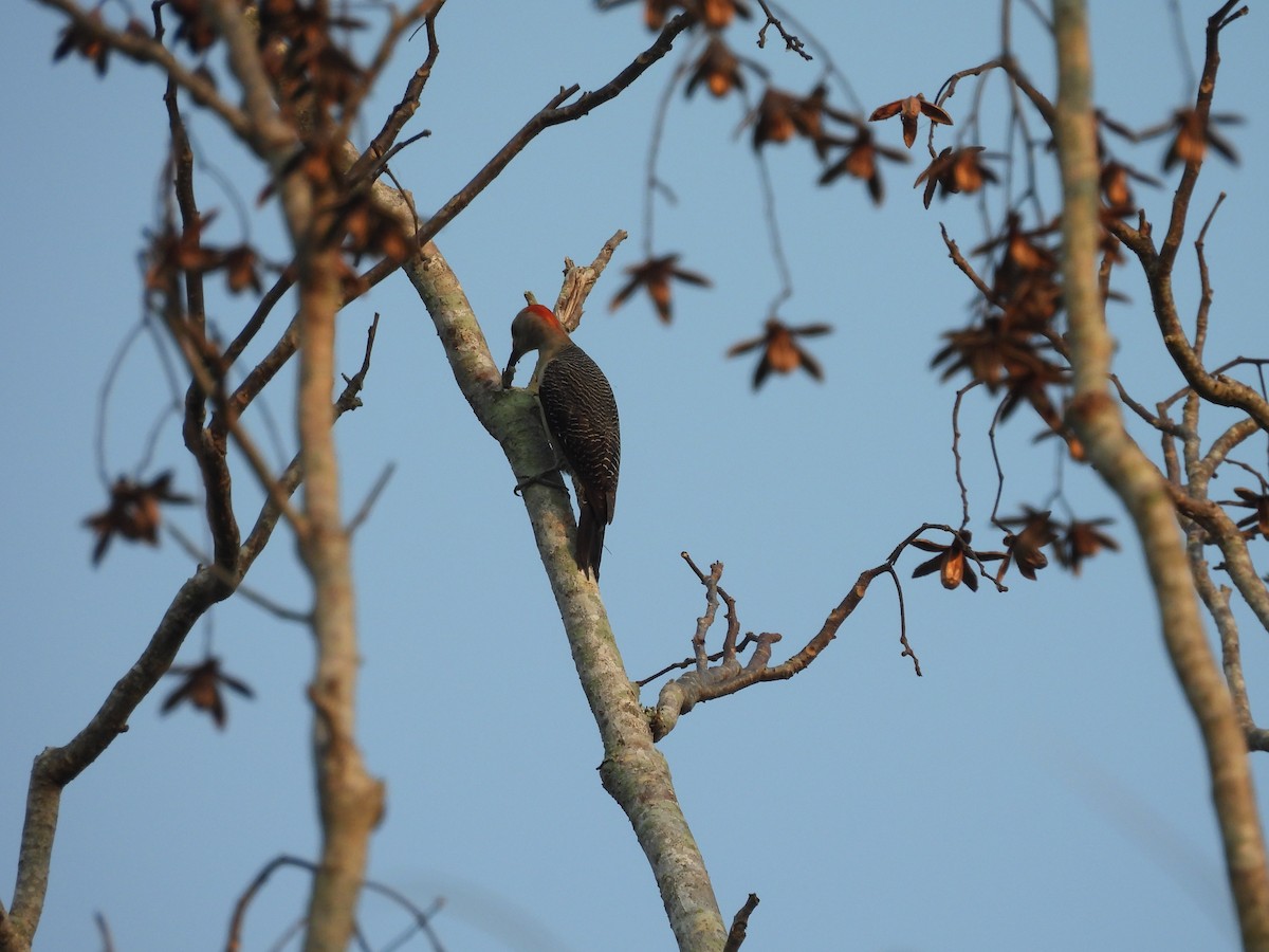 Golden-fronted Woodpecker - ML618352501