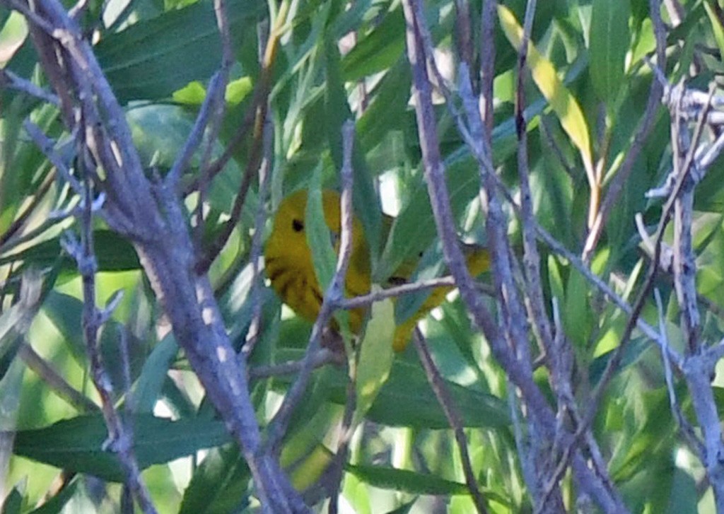 Yellow Warbler - ML618352506