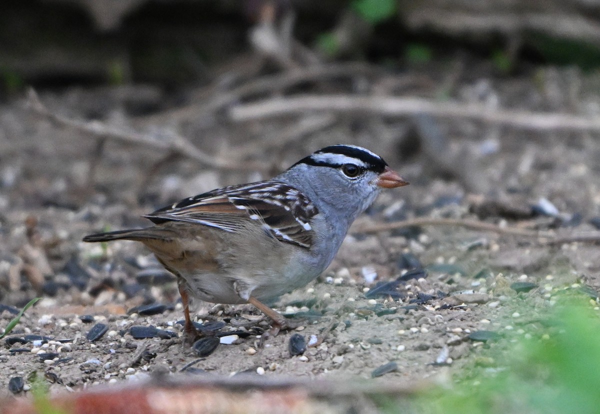 White-crowned Sparrow - ML618352508