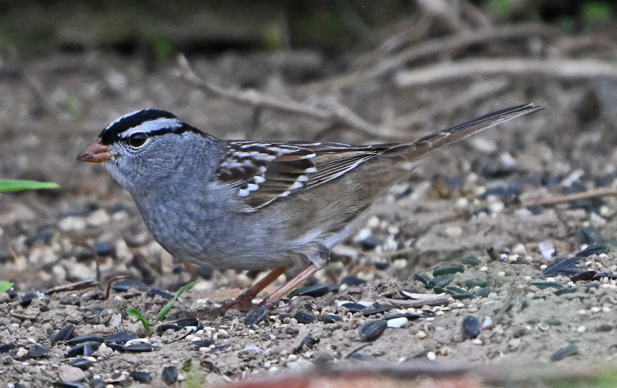 White-crowned Sparrow - ML618352509
