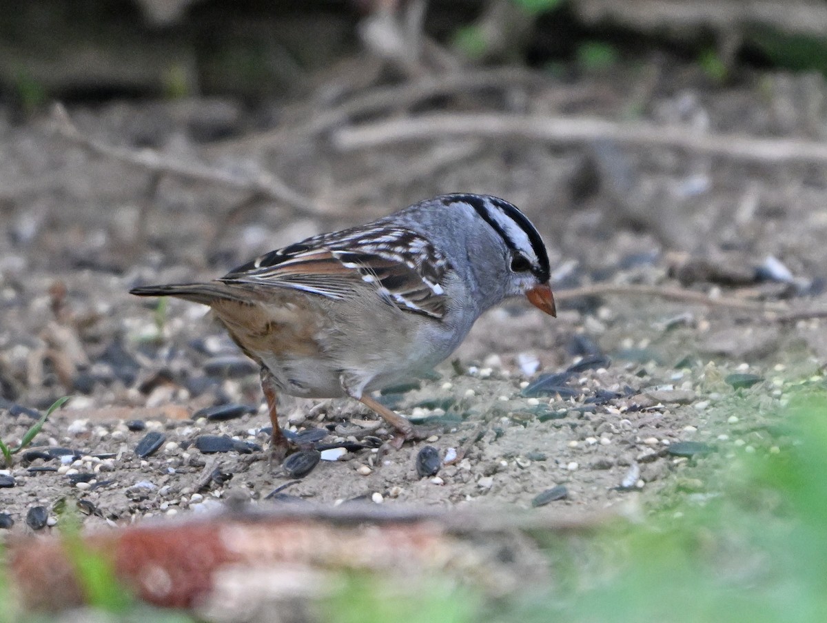 White-crowned Sparrow - ML618352510