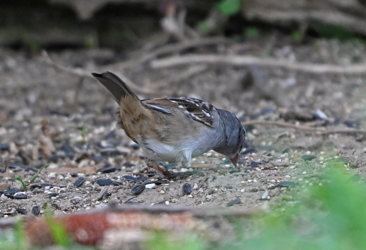 White-crowned Sparrow - ML618352511