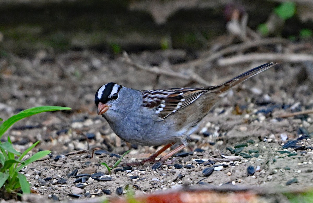 White-crowned Sparrow - ML618352512