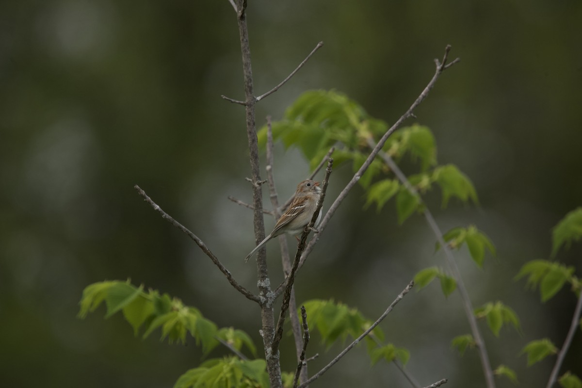 Field Sparrow - ML618352515