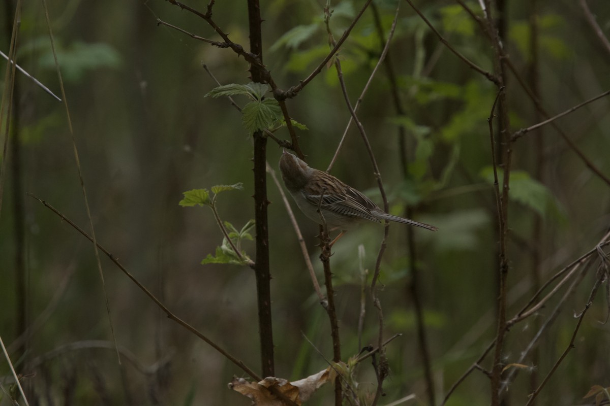 Field Sparrow - ML618352517