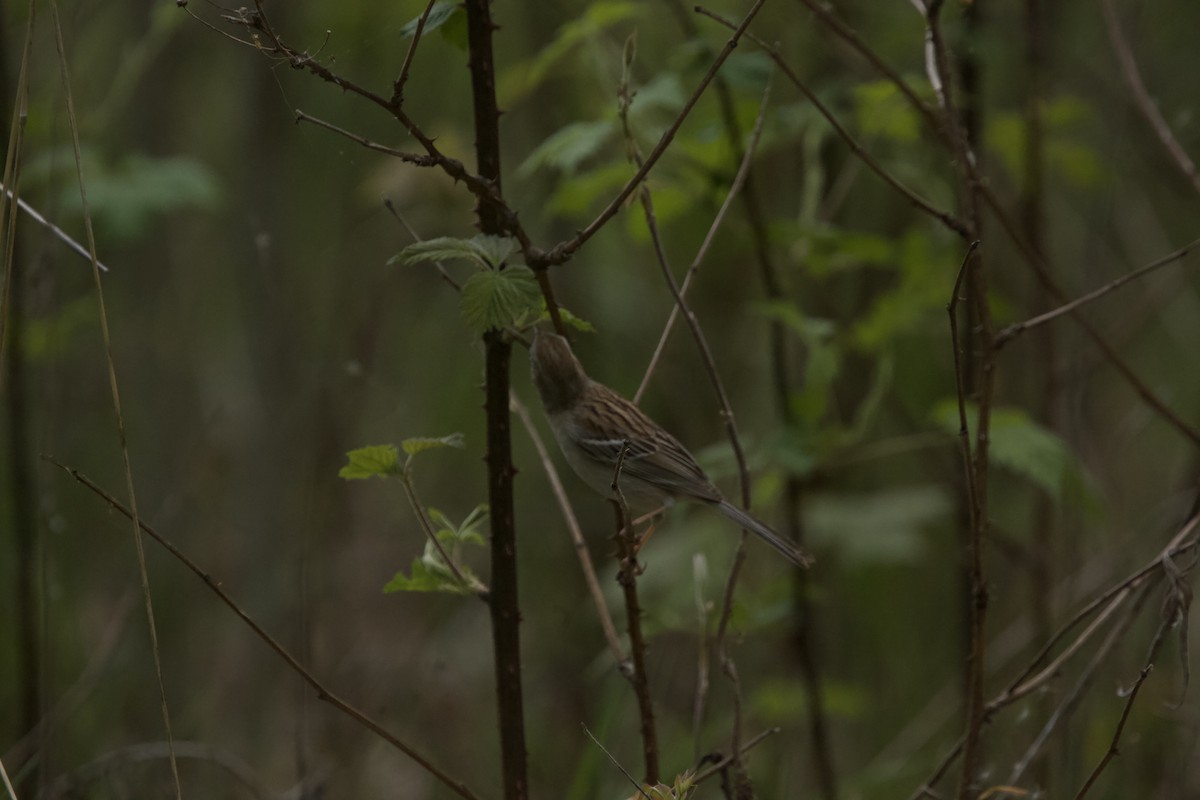 Field Sparrow - ML618352519
