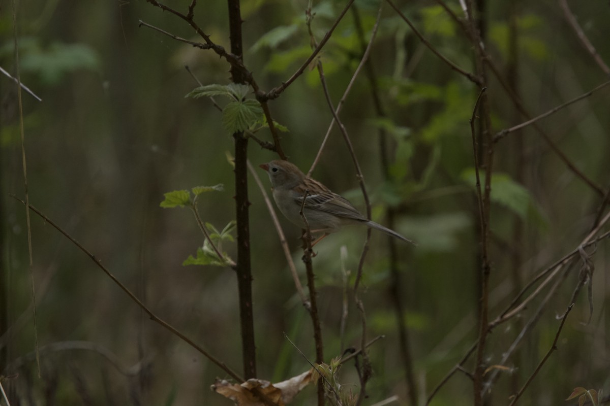 Field Sparrow - ML618352520