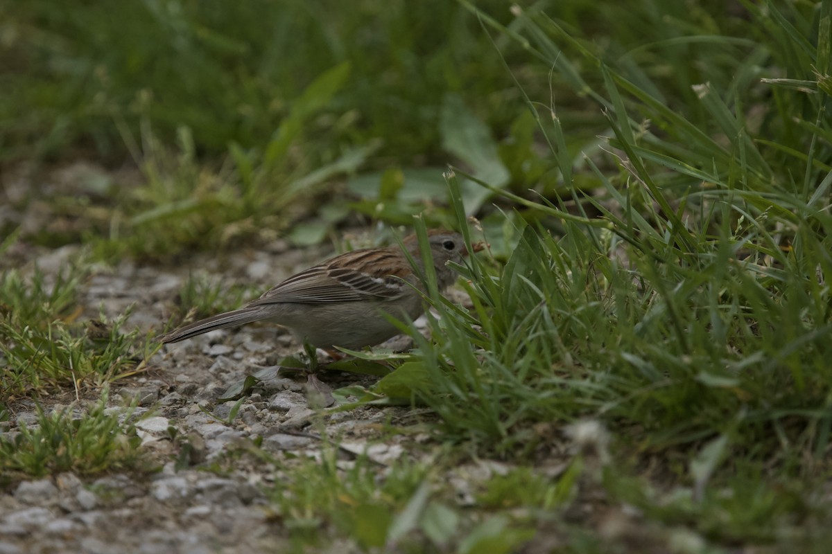 Field Sparrow - ML618352521