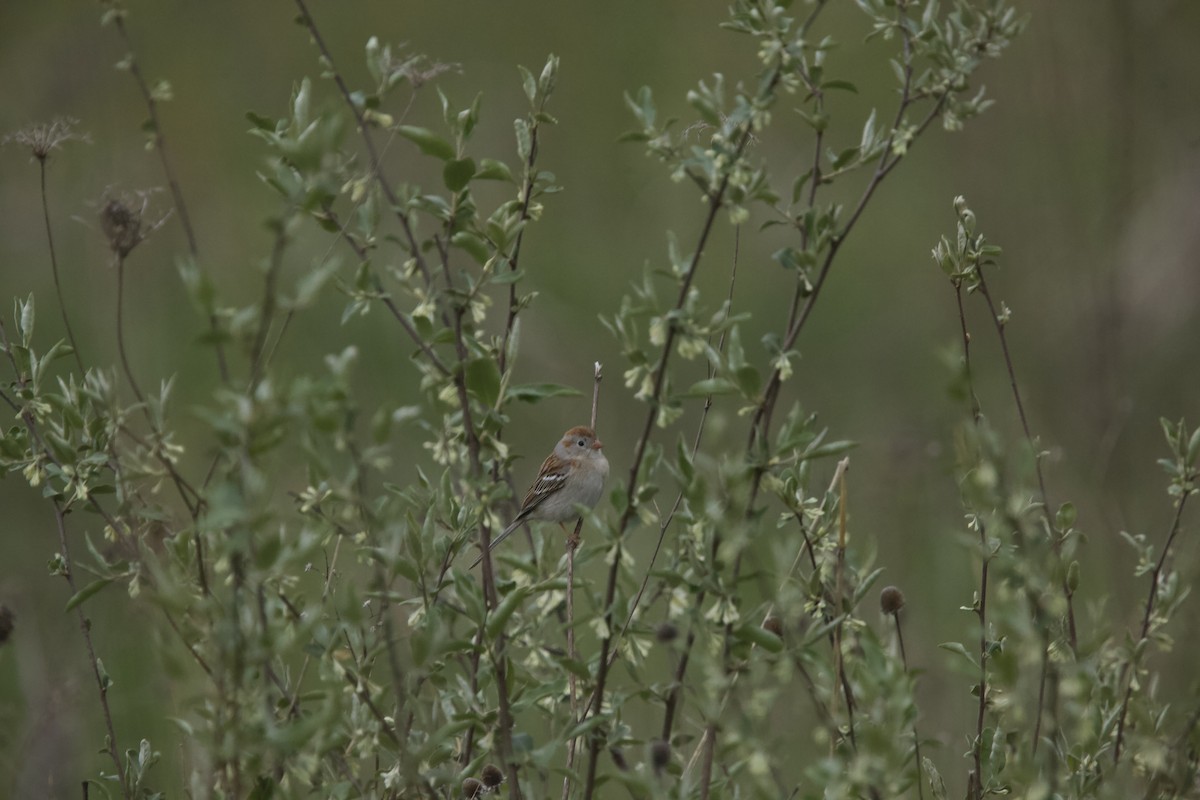 Field Sparrow - Paul Miller